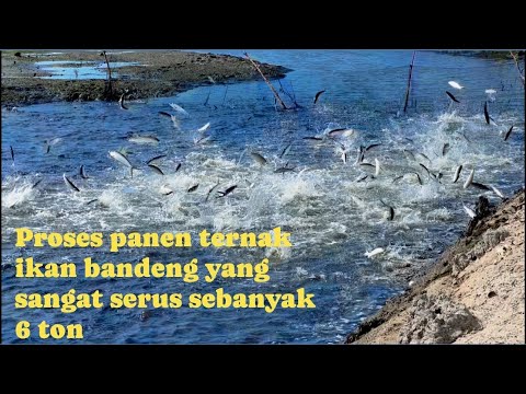 Bandeng Ikan