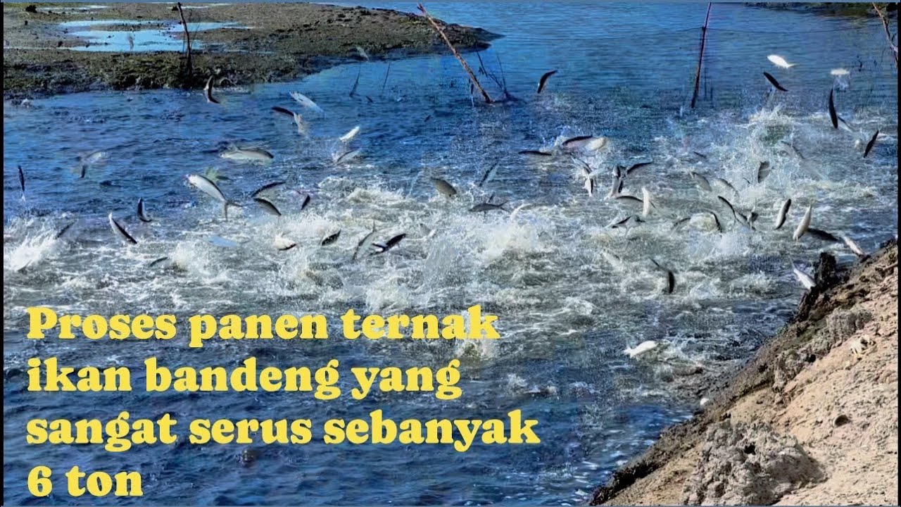 Panen ikan bandeng yang sangat seru dan mencengangkan. 6 ton sekali panen
