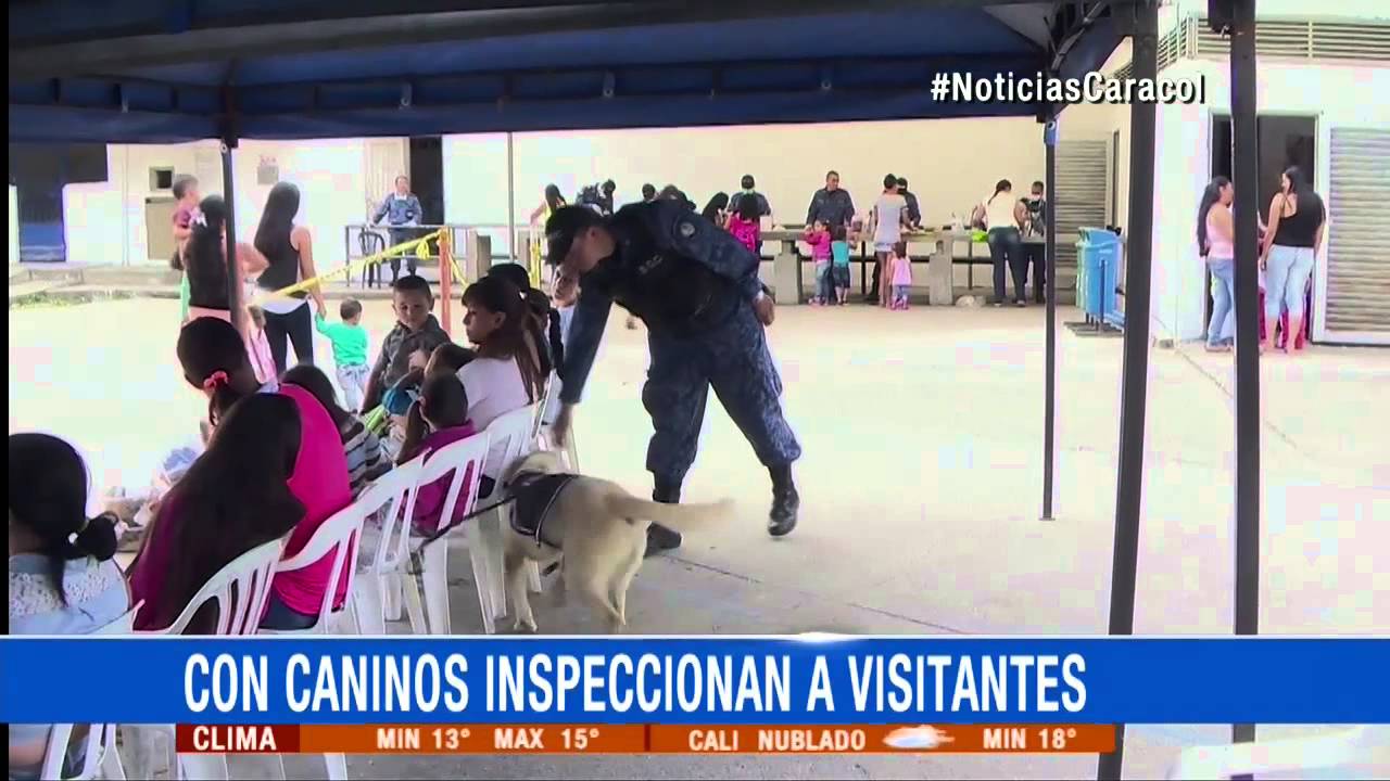 Perros guardianes también son terapia para internos de cárcel de Manizales - 11 de Agosto de 2015