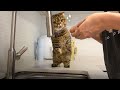 설거지 참견하는 고양이