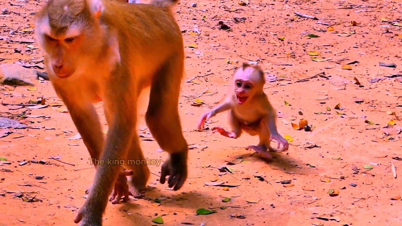Oh my God..! Baby monkey LEO cries run follow Mom monkey.