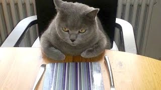 These amusing ANIMALS will make you LAUGH HARD - Ultimate funny ANIMAL COMPILATION