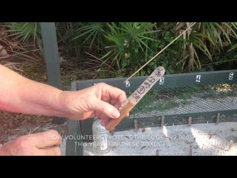 50 turtle hatchlings released