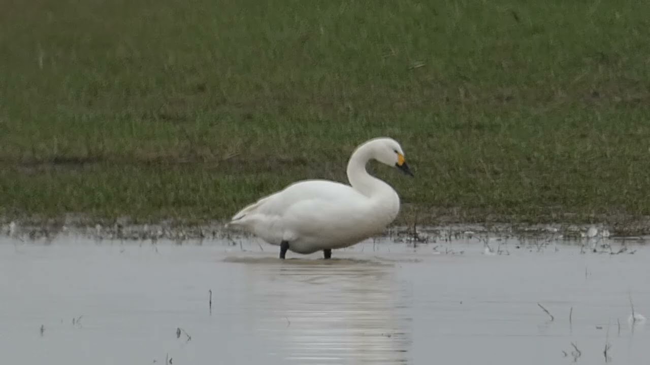 Bewick Swans washing & preening, Walland Marsh, Kent. 17/01/2025