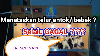 Cara Menetaskan Telur Bebek entok anti gagal. kelembaban telur bebek dan entok #menetaskantelurbebek