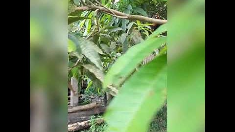 Qaib dib qua zoo ໄກ່ຕໍ່