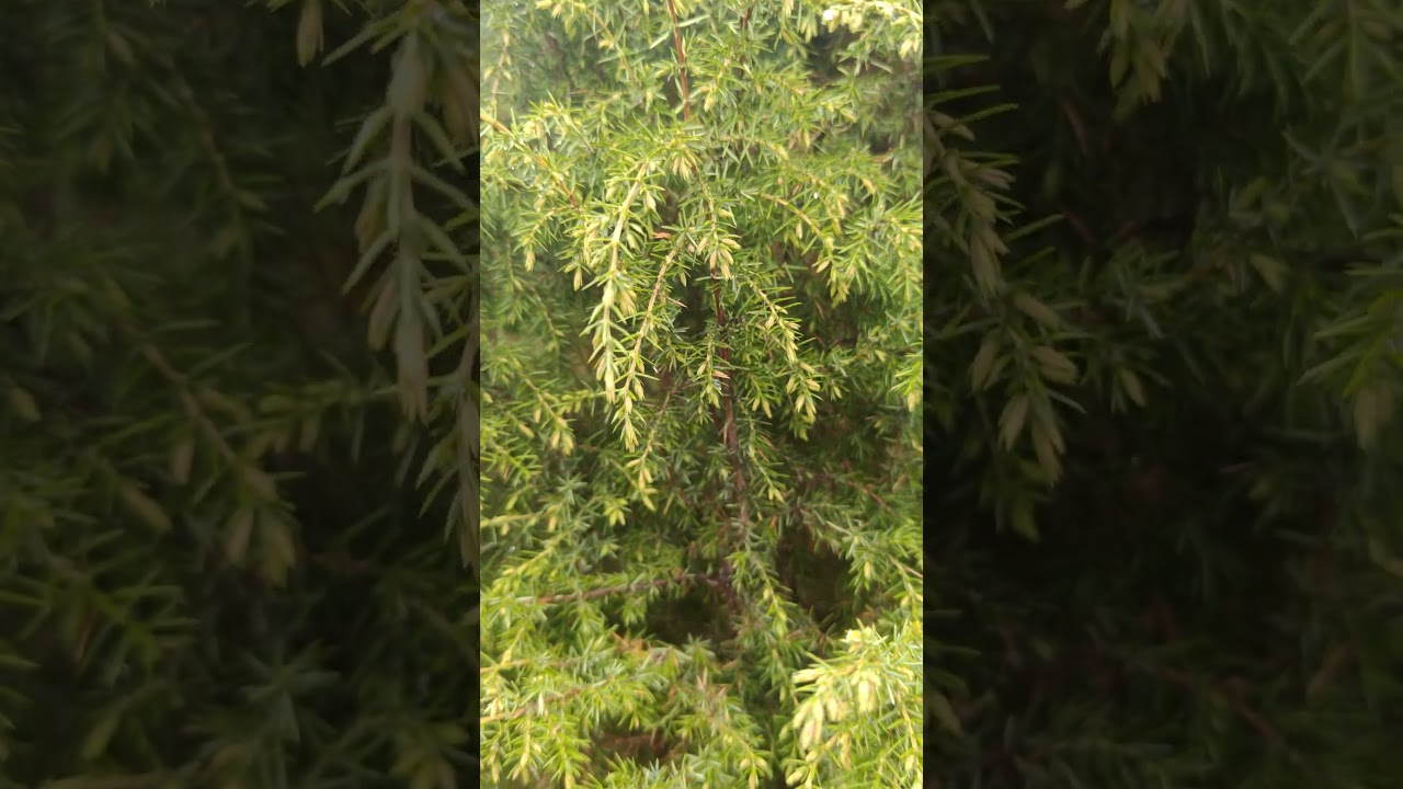 Common juniper, forest 🌞