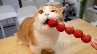 Make Catnip in Sugarcoated haws on a stick for my cats | SanHua Cat Live