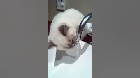 Watch the video about British Lilac point NZ