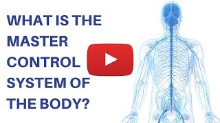 What Is The Master Controller of Your Body?