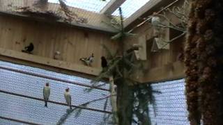 Stieglitz Major Silber-Blau-Weißkehle.