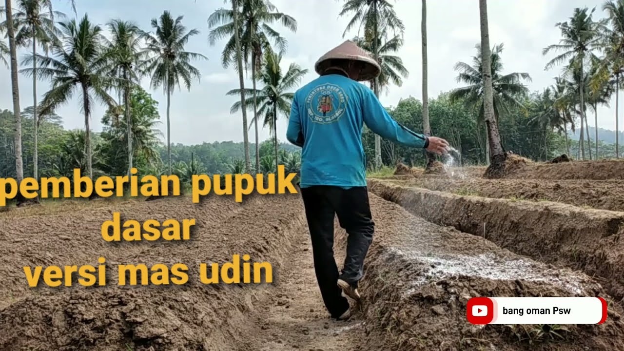 hati-hati pemberian pupuk dasar kohe pada tanaman cabe ||cara mas udin ||@Mitra Bertani TV