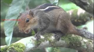 Loud squirrel chirping sounds - Squirrel sound