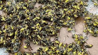 Aptive Environmental Fail!  Owner removes wasps with shop vac.