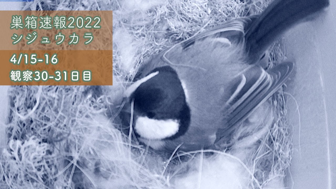 The Japanese Tit Started To Stay In The Second Nest Box No She Did Not Day 30 31 Apr 15 16 22 Youtube The Japanese Tit Started To Stay In The Second Nest Box No She Did Not Day 30 31 Apr 15 16 22 Youtube