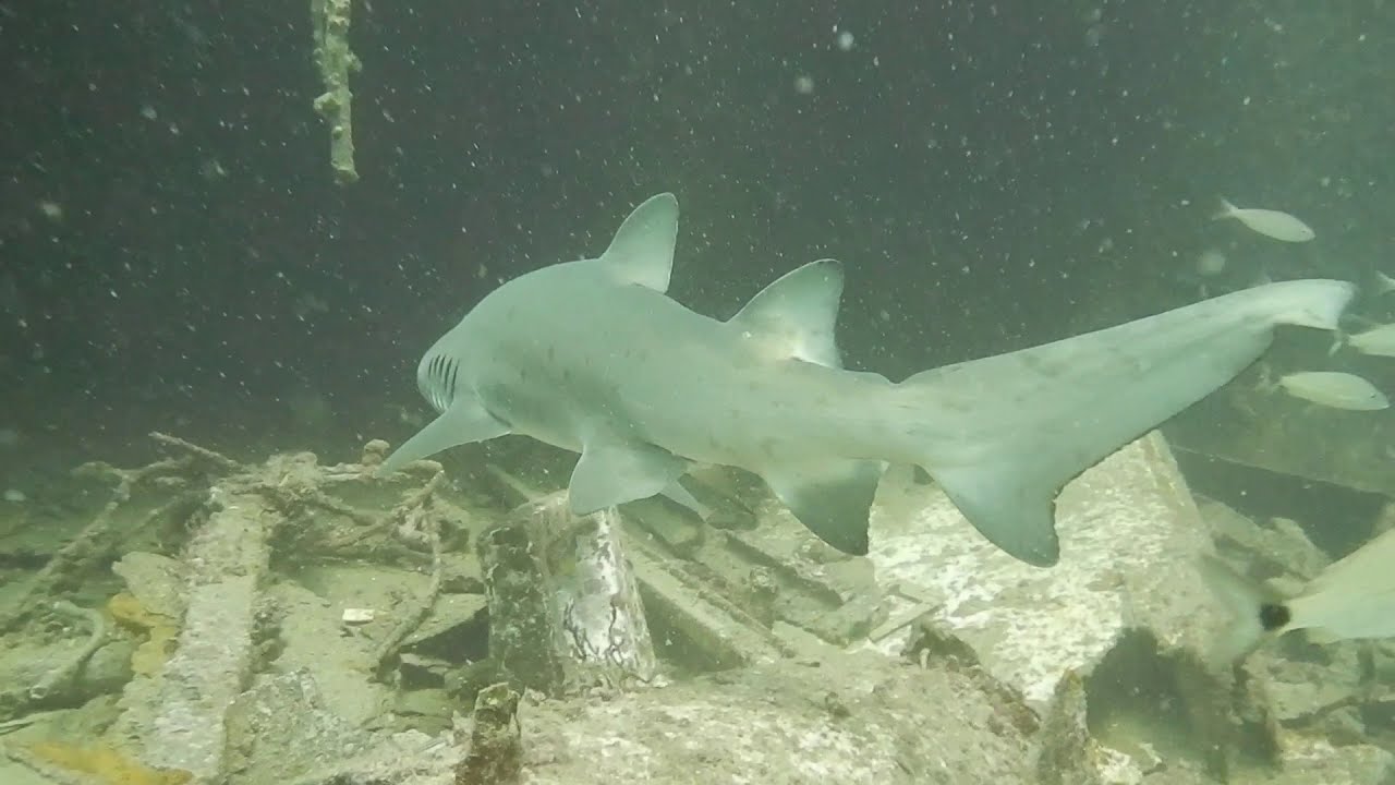 Scuba Diving off the North Carolina Coast 6212020 YouTube