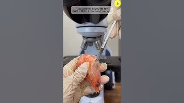 Cooked Shrimp Under The Microscope | TULO - Microscope #shorts