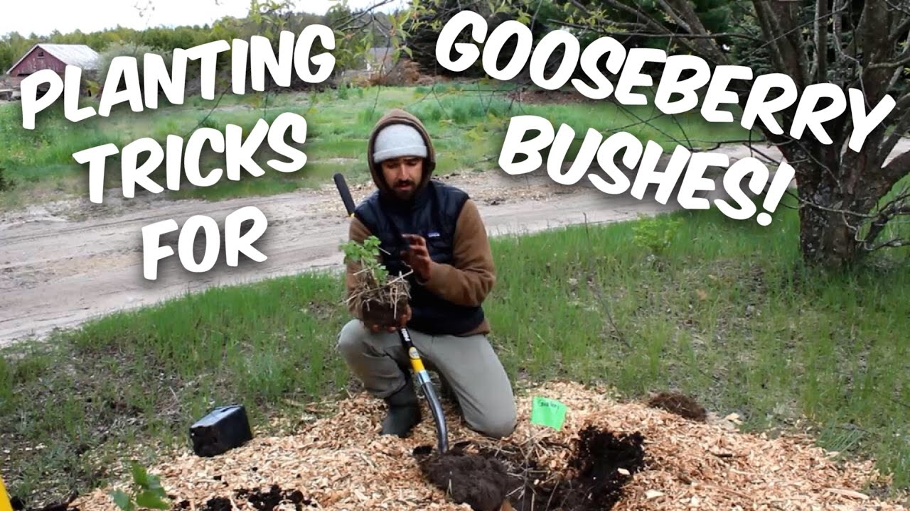 Clever Tricks For Planting And Propagating Gooseberry Bushes (And Currants)