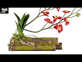 colocar una orquídea en tronco