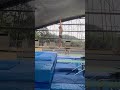 How do divers train without a pool? 🤯 |🎥: (IG) krystapalmer