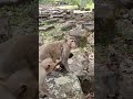 Wildlife monkeys 🐒😘😍🐒 #Shorts #ViralVideo #Trending #CuteAnimals #wildlife #MonkeyShorts
