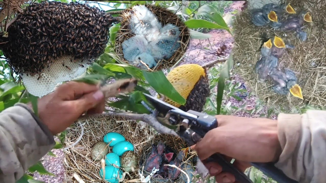 #228. Đi Tìm Tổ Chim Cưỡng Bắt Ong Ruồi Mật Rất Đẹp