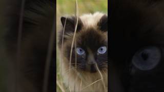The Charm of the Siamese Cat: Blue Eyed Beauties! #shorts #shortvideo #short #shortsfeed #cat