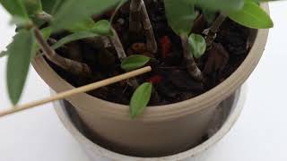 Dendrobium Kingianum Propagation Update