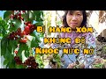 CHERRY vườn nhà cuối mùa trái gãy cành. Khóc nức nở vì bị k.h.ủ.n.g bố khu vườn