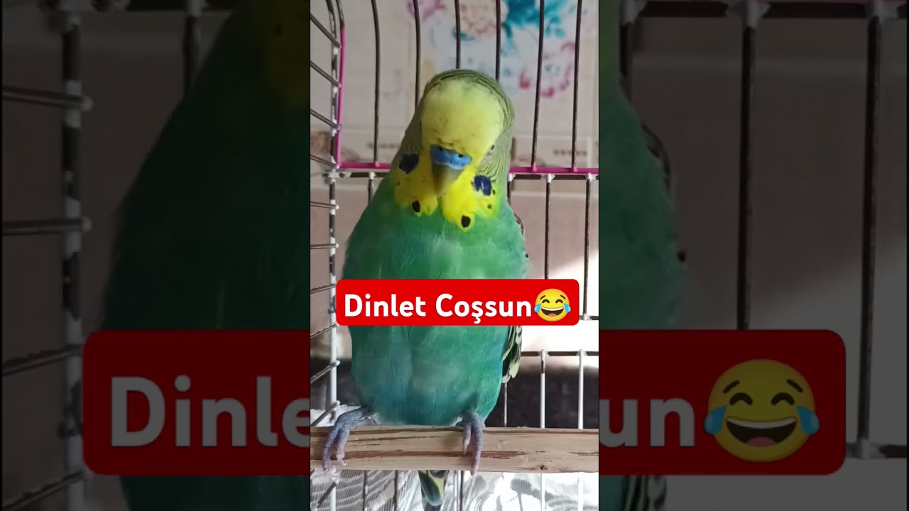 Dinlet Coşsun 😂 #muhabbetkuşufıstık #birds #muhabbetkuslari #muhabbetkuşu #parrot #kuslar #funny