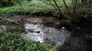 Friedlicher Bach im Wald - Natur pur in Full HD - Entspannung