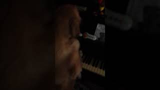 Puppy plays Piano