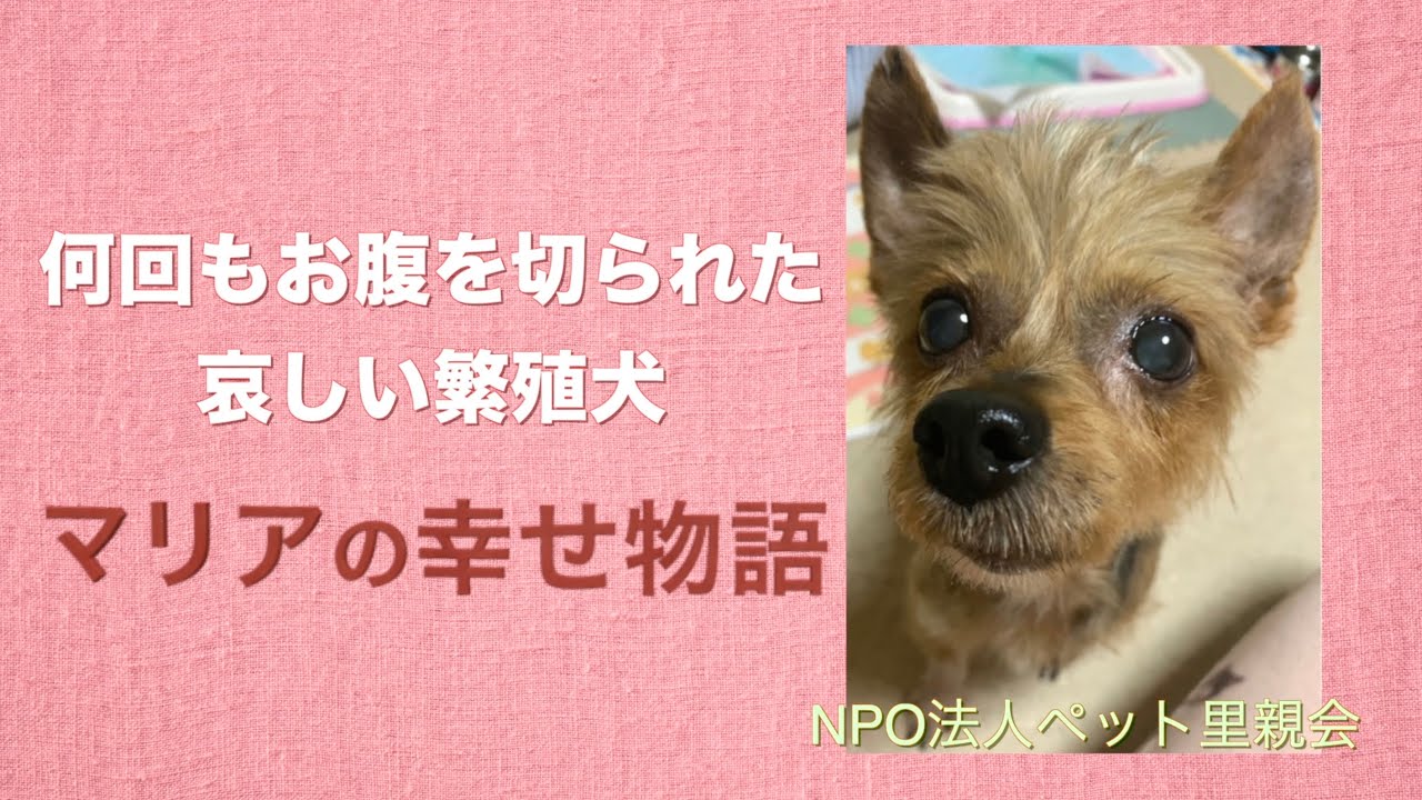 何回もお腹を切られた哀しい繁殖犬マリアの幸せ物語 Youtube