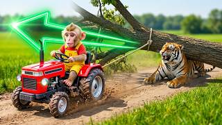 Monkey Farmer Drives Tractor to Save Trapped Tiger from Dangerous Tree! 😱