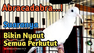 Download Lagu Perkutut putih lurik gacor, perkutut lain ikutan bunyi MP3