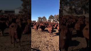 Cattle Range Listing# 012C456-201
