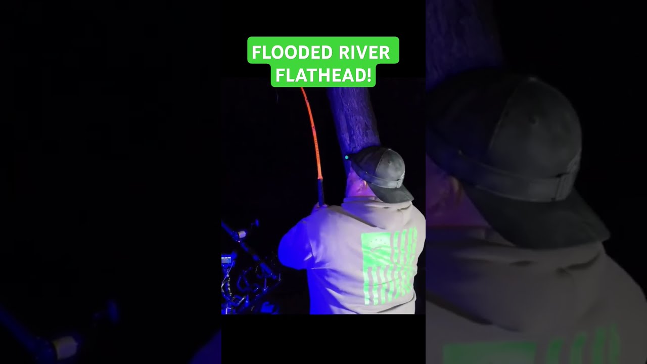Giant Spring Flathead Catfish Fishing
