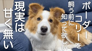 【子犬の破壊行動・運動量】ボーダーコリーは賢すぎて飼うのが大変でした【しつけ】