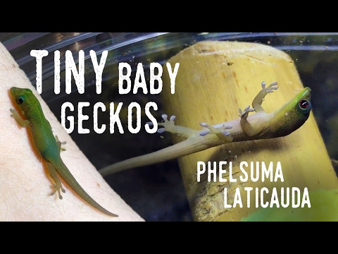 Video: Phelsuma diett: Hva spiser geckos?