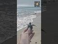Releasing Baby Sea Turtles from Conservation Hatcheries to the Ocean #9work