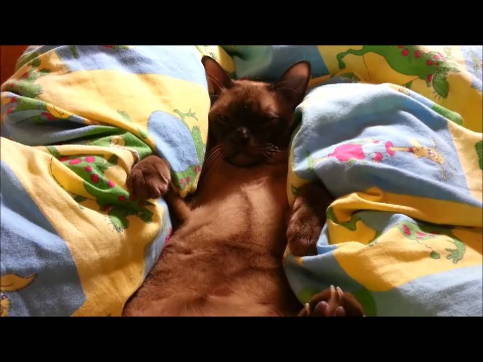 Amur Vlog Cat: Вступление