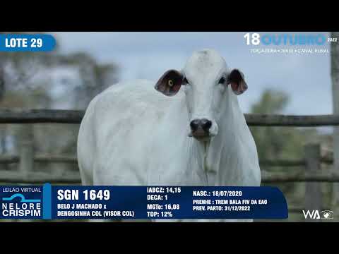 LOTE 29 SGN 1649