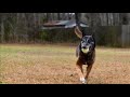 Copy of Copy of Funny dogs and cats part 13