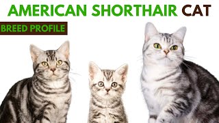 American Shorthair Cat Breed Profile History - Traits - Price - American Shorthair Cat Grooming Need