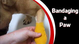 Bandaging a Paw screenshot 3