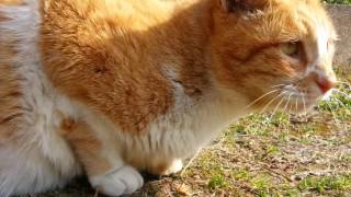【地域猫】公園猫探索、カリカリを食べる茶トラ【野良猫】
