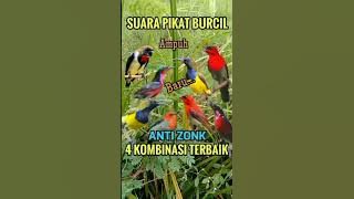 Suara pikat burcil 4 kombinasi terbaik#shorts #pikatburung #birds #sogon #suarapikat #burung #konin