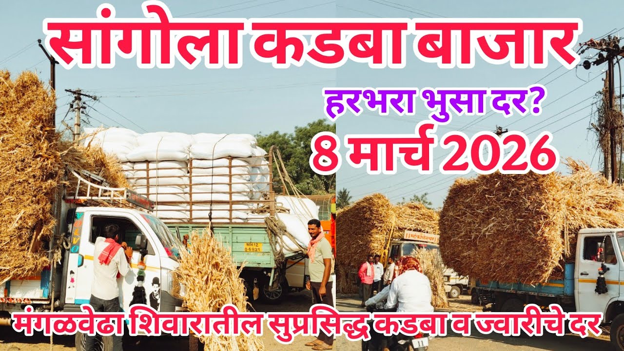 आजचा सांगोला कडबा बाजार दर व ज्वारी हरभरा भुसा दर? #sangola_bazar #hf_cow #कडबा #सुखाचारा 