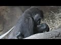 いつか別れる時が来たとしても、モモカとリキは永遠の姉弟です！　上野動物園　ニシゴリラ
