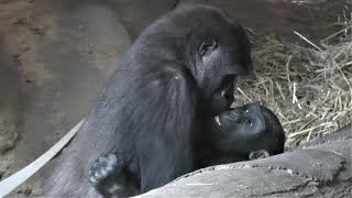 Even if it's time to part, Momoka and Riki are eternal siblings! . Ueno Zoo, Western Gorilla